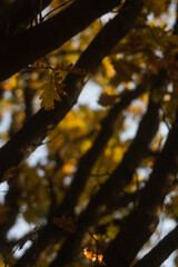 Oaktree in sunlight. Autumn in a park. Yellow and orange leaves. Blue sky in a park. 
