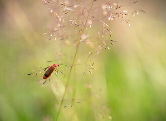 Red Beetle - Rhagonycha fulva. Beetle on his duty in a green field.