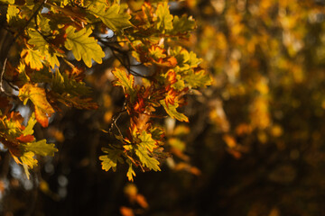 Oak tree in a sun light. Autumn in a park. Red and orange leaves.