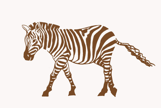 Hand-drawn vector zebra, vintage illustration