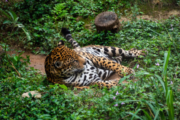 Onça pintada dormindo em meio às folhas © Pedro