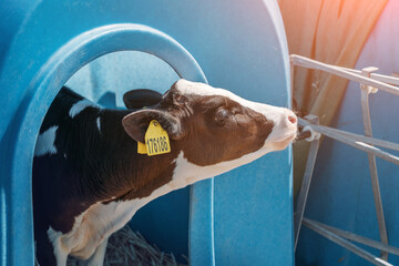 Young cute calf in box or calf-houses at dairy farm. © DedMityay