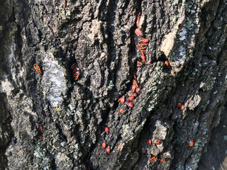 Pyrrhocoris apterus is a species of common ground bug in the family redbugs