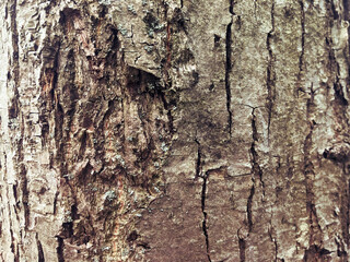 Tree bark close-up, copy space background