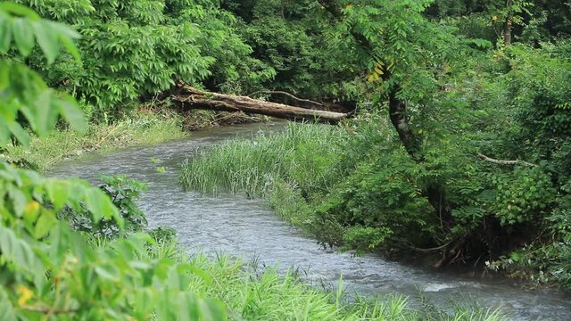 森林の中を流れる川