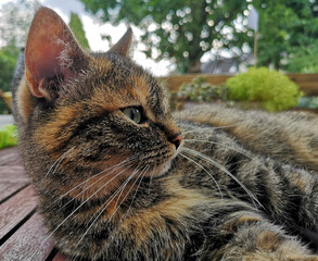 tabby cat lying on a wooden table