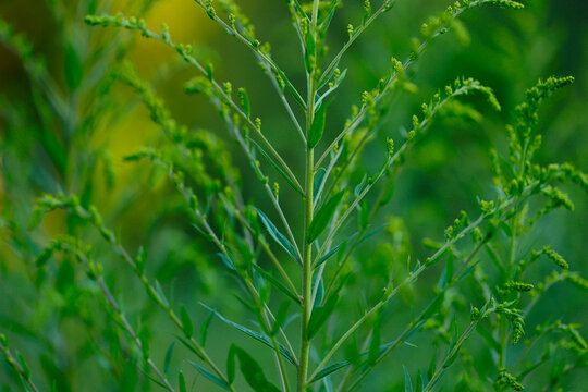 Natural green background. Goldenrod branch close up. Green leaves texture. Natural blurred background. Horizontal, nobody, free space, cropped.