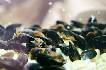 Live mussels in the restaurant's aquarium. Mollusk shells in an aquarium on the background of a cafe with seafood © Андрей Журавлев