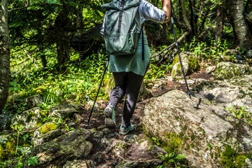 Group of people go hiking in wooded and hilly area. Rear view of woman engaged in nordic walking on rocky path.