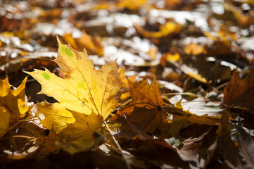 Jesienny liść klonu w naturalnym środowisku