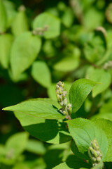 Fuzzy deutzia Flore Pleno