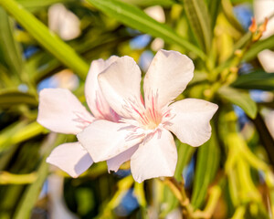 Obraz na płótnie Canvas pale white pink oleander flowers close up in the garden