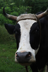 black and white cow on a farm