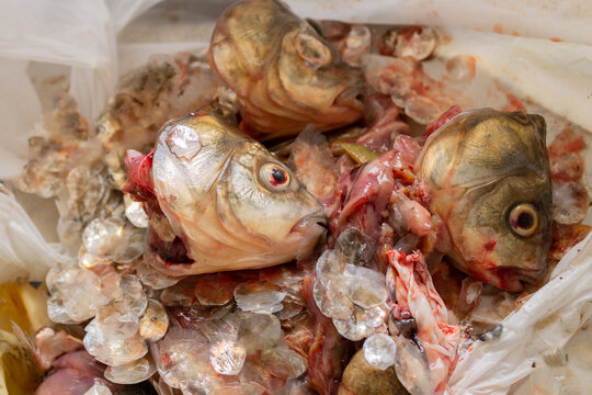 Heads and insides of cut fish in a white plastic bag. Disgusting smelly waste.