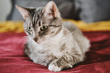 Grey cat looks down with big green eyes