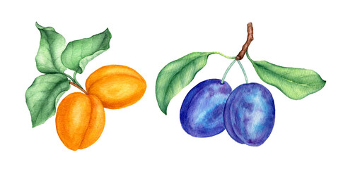 Vintage watercolor collection of fruits with plums and apricots on a white background