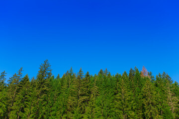 green pine tree forest and clear blue sky