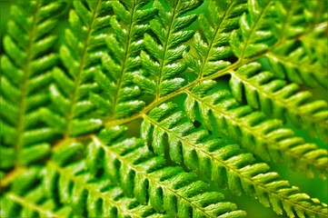 Fototapeta premium green fern leaves