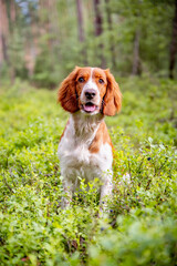 Healthy happy adorable dog of welsh springer spaniel breed in forest. Nature green background.