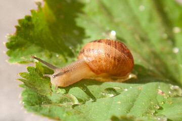 Kleine Schnecke mit braunem Schneckenhaus