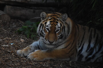 Portrait of a young tiger/cub at the zoo