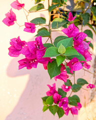 vibrant dark pink bougainvillea flowers on rough plastered wall background