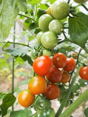 夏の畑に鈴なりに実ったプチトマト