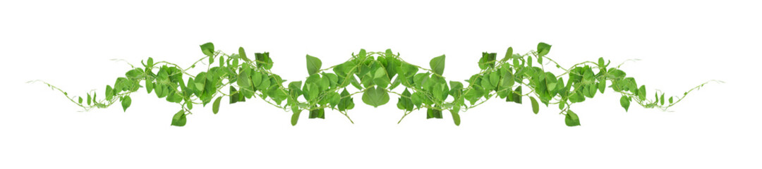 Heart shaped green leaves climbing vines ivy of cowslip creeper (Telosma cordata) the creeper forest plant growing in wild isolated on white background, clipping path included. - obrazy, fototapety, plakaty
