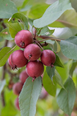 Malus 'Royalty' Zierapfel Frucht