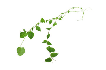 Heart shaped green leaves climbing vines ivy of cowslip creeper (Telosma cordata) the creeper...