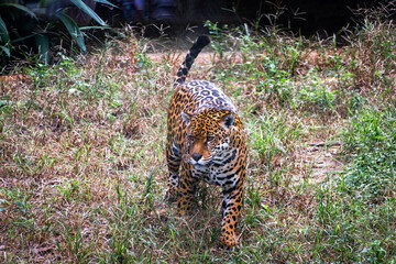 Onça pintada caminhando em meio às folhas © Pedro