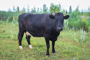 A black cow stands on the grass