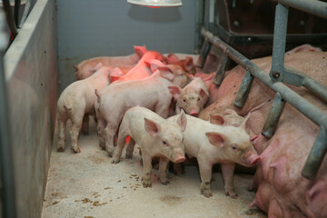 Fertile low lying on straw and suckling piglets in a pig farm