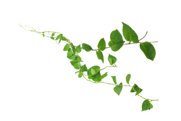 Heart shaped green leaves climbing vines ivy of cowslip creeper (Telosma cordata) the creeper forest plant growing in wild isolated on white background, clipping path included.