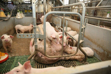 Livestock breeding. Piglets feeding from mother pig