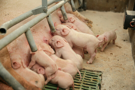 Newborn piglets and their sow in commercial pig farm