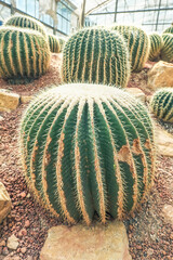 Beautiful Echino cactus or Golden barrel Cactus growth up in the garden in summer.