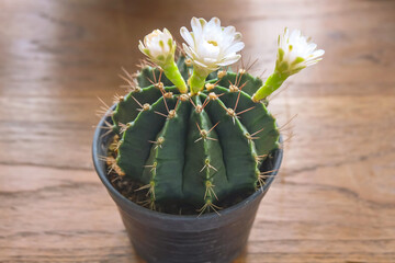 Beautiful flower Gymnocalycium Cactus blooming in the summer season