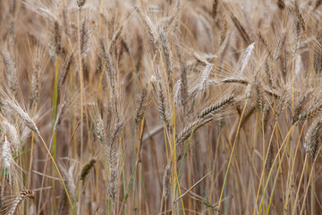 Plony rolne, zboże z bliska gotowe do żniw © andsko