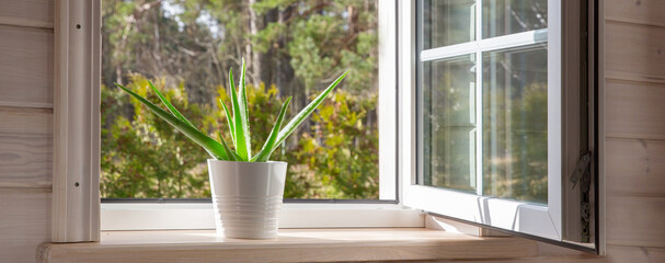 White window in a rustic wooden house overlooking the garden, pine forest. Aloe Vera in white pot on windowsill