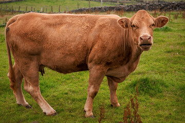 One brown cow in a green pasture field. Agriculture concept.