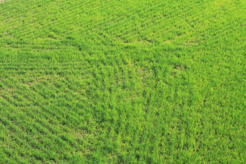 Obraz na płótnie Canvas Lawn planted with grass. Natural uniform background.