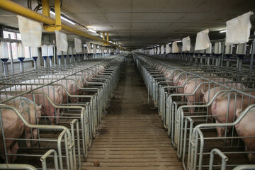 view of Inside of Big breeding pig farm
