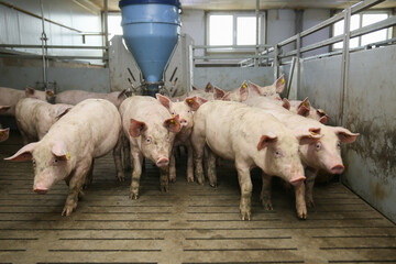 piglets at a farm