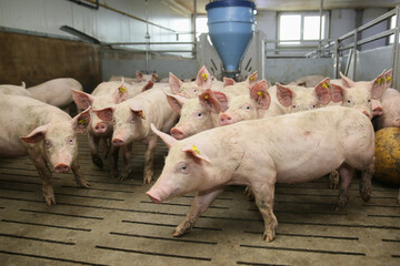 small pigs at the farm,swine in the stall. Meat industry.