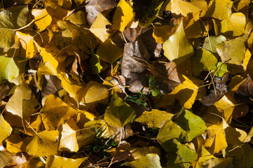 Jesienne liście © art3emis