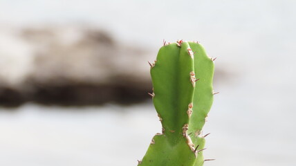 close up of cactus