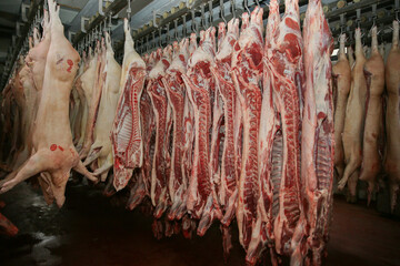 The meat factory. Pork hanging on hooks. Pork carcasses in the workshop of butchers. Industrial processing of pork.