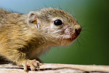 A close up of a baby Tree Squirrel, South Africa