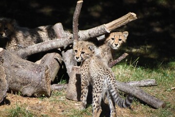 Two cute young cheetah cub twins at the zoo